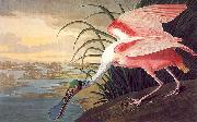 Roseate Spoonbill, John James Audubon